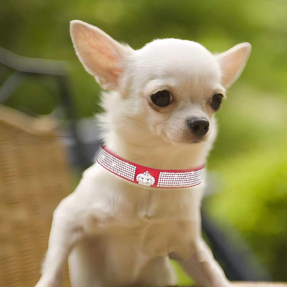 WeimoMonkey collar XXS con piedras cristal para un aspecto elegante