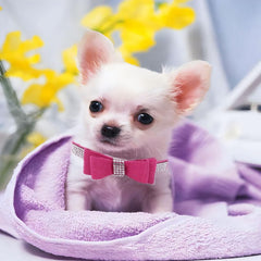 WeimoMonkey collar XXS con ajuste 15-21 cm