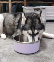 Tazón Wenbokmin para perros con diseño plano antivuelco mantiene estable la comida.