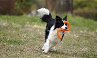 West Paw Zogoflex Bumi, diseño interactivo para dos perros, fomenta juego compartido seguro.