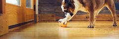 West Paw Qwizl rompecabezas interactivo para perro, prolonga el juego y la curiosidad