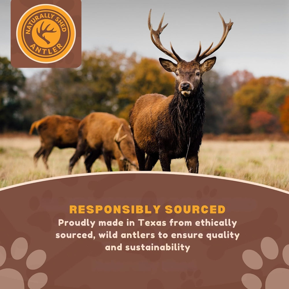 WhiteTail Naturals, astas de alce XL para perros grandes con uso prolongado