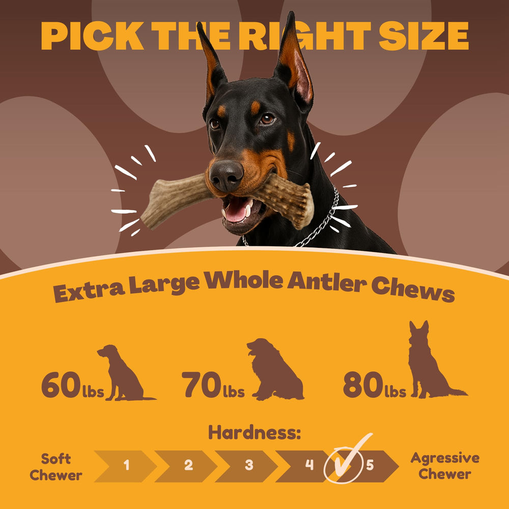 WhiteTail Naturals Asta de ciervo XL corte cuidadoso para bordes seguros