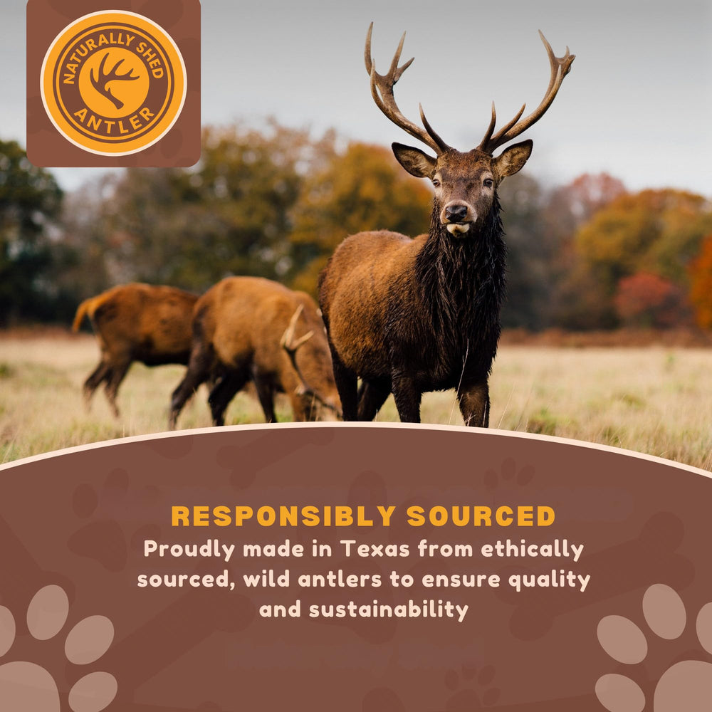 WhiteTail Naturals cuerno de ciervo con borde suave, seguro para perros activos.