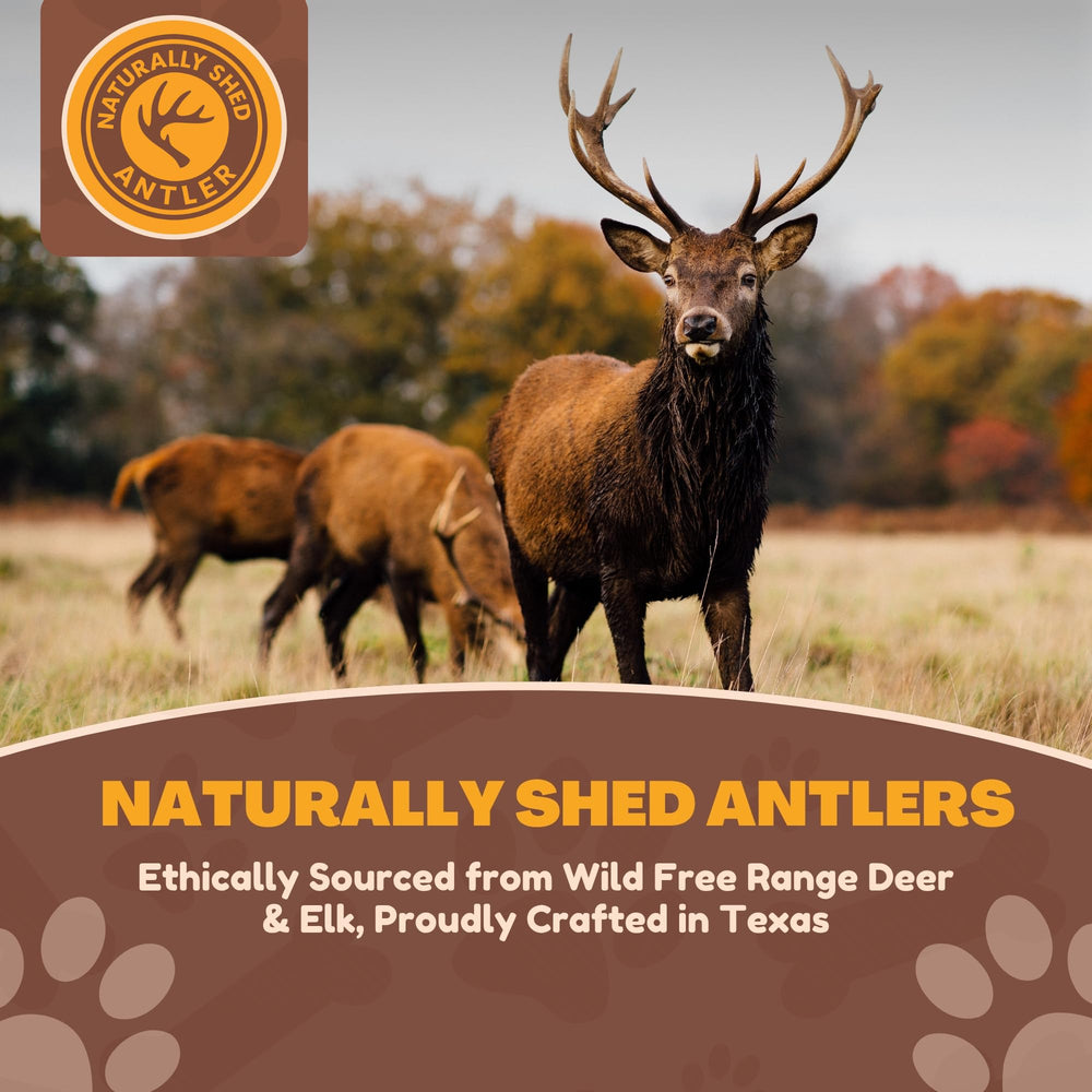 WhiteTail Naturals cuerno ciervo axis xl 2pack corte suave evita aristas.