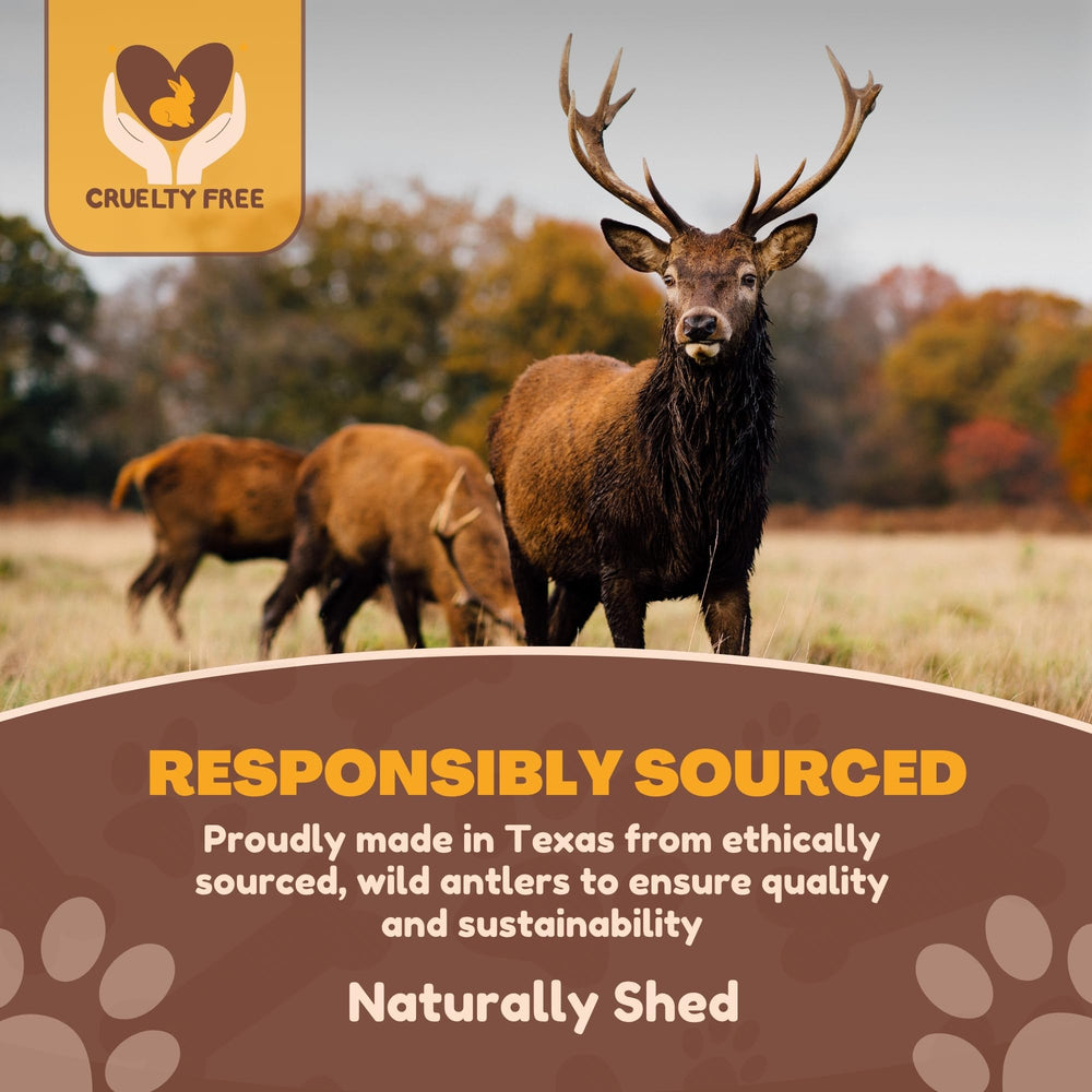 WhiteTail Naturals cuernos de ciervo naturales sin olor, ideal para uso en interiores.