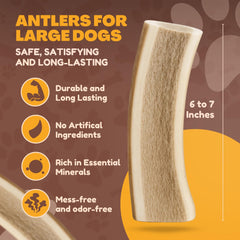 WhiteTail Naturals: durabilidad masticable ciervo, ideal para sesiones de juego y curación dental.