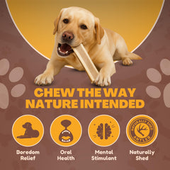 WhiteTail Naturals: durabilidad masticable ciervo, segunda vista para masticación continua.