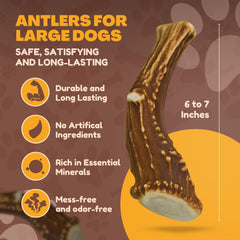 WhiteTail Naturals mordedor ciervo largo, uso estable para masticación diaria.