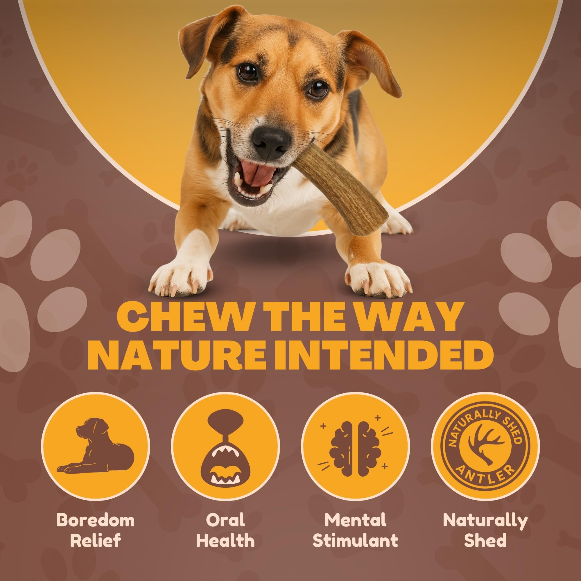Whitetail Naturals Seguro para perros, astas cortadas y pulidas para evitar cortes.