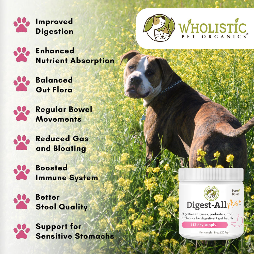 Probióticos para perros y gatos, equilibrio gastrointestinal