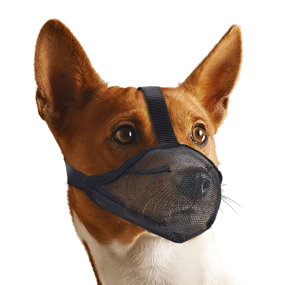 Whongkidz bozal de malla aire para perro grande XL permite respirar y beber durante paseos.