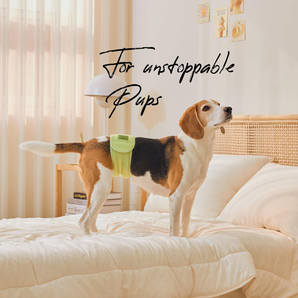 WICKEDPUP diseño patentado ofrece una solución exclusiva para el cuidado del perro.