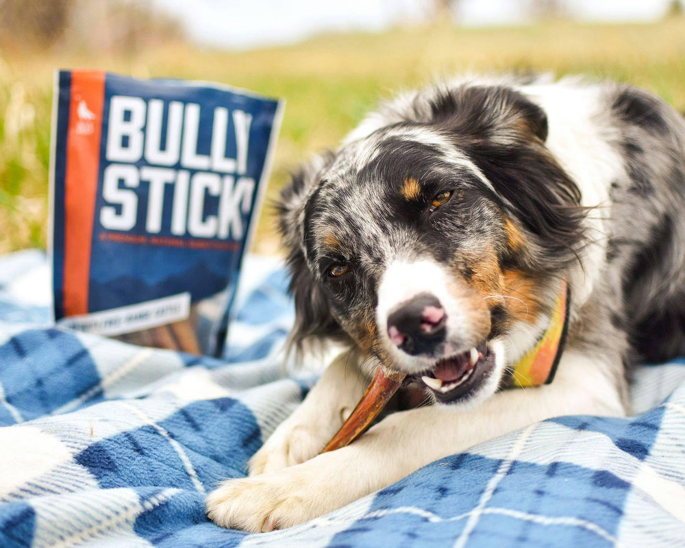 Wild Wolf Angus Bully Sticks proteína magra como snack saludable