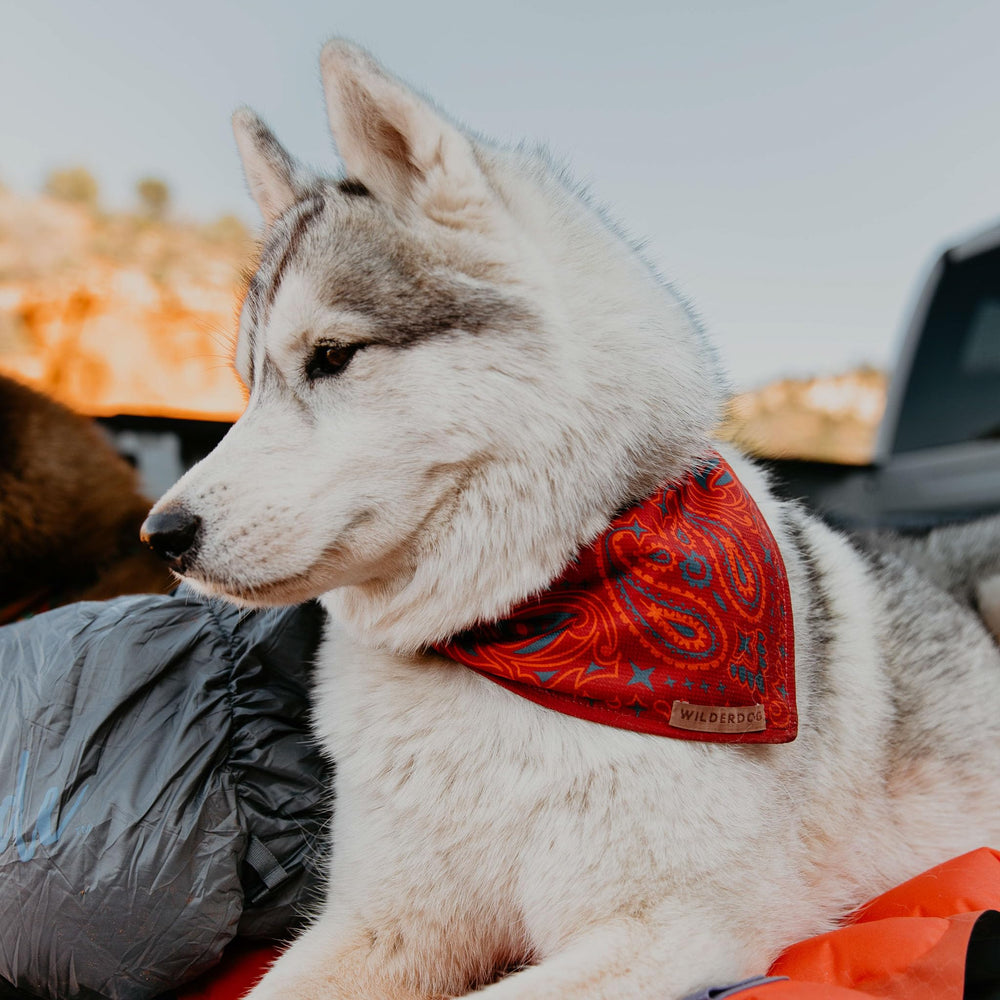 Bandana Wilderdog con nudo cuadrado para mayor seguridad durante paseos.