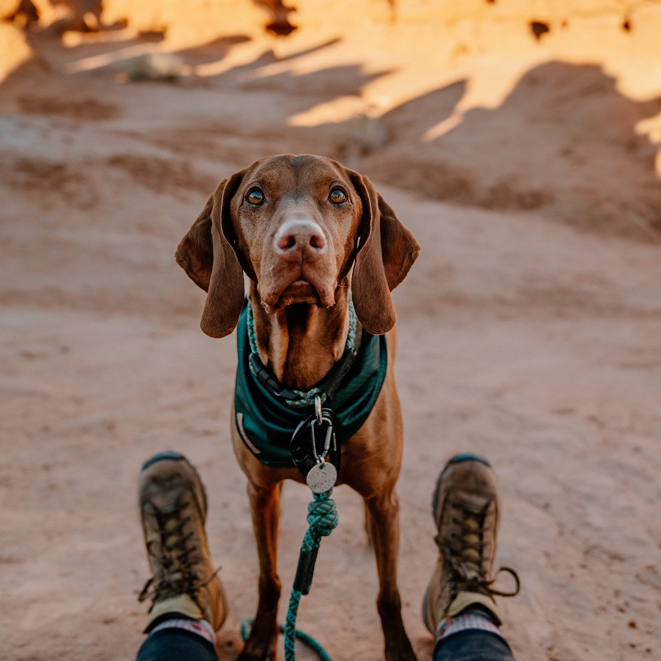 Perro usando la bandana Wilderdog en paseo diario.