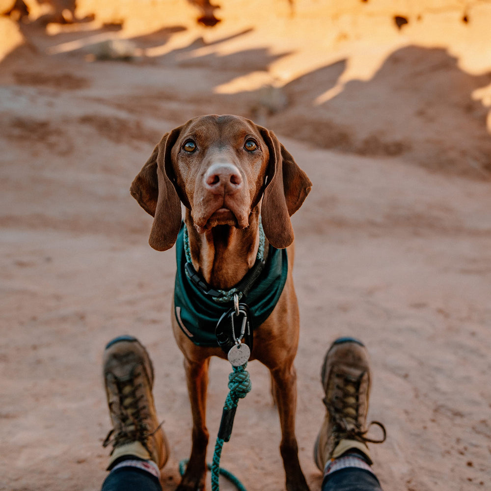 Perro usando la bandana Wilderdog en paseo diario.