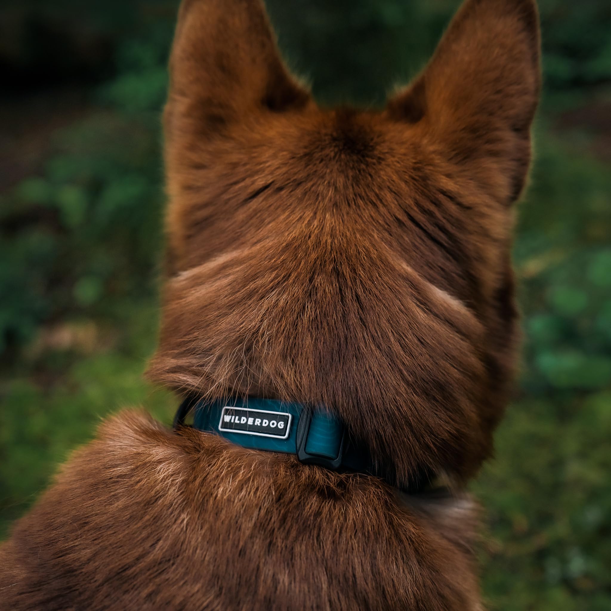 Collar Wilderdog compatible con correa para paseos diarios