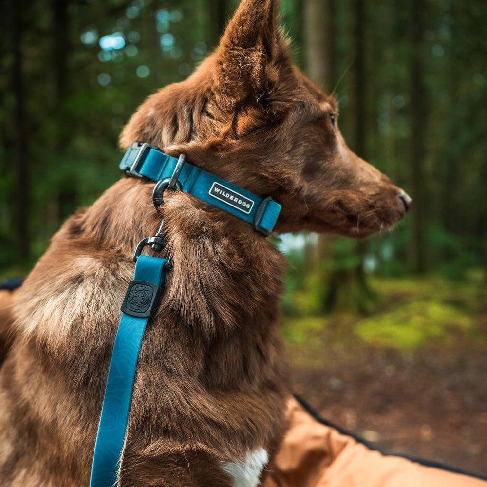 Collar Wilderdog ideal para excursiones y camping