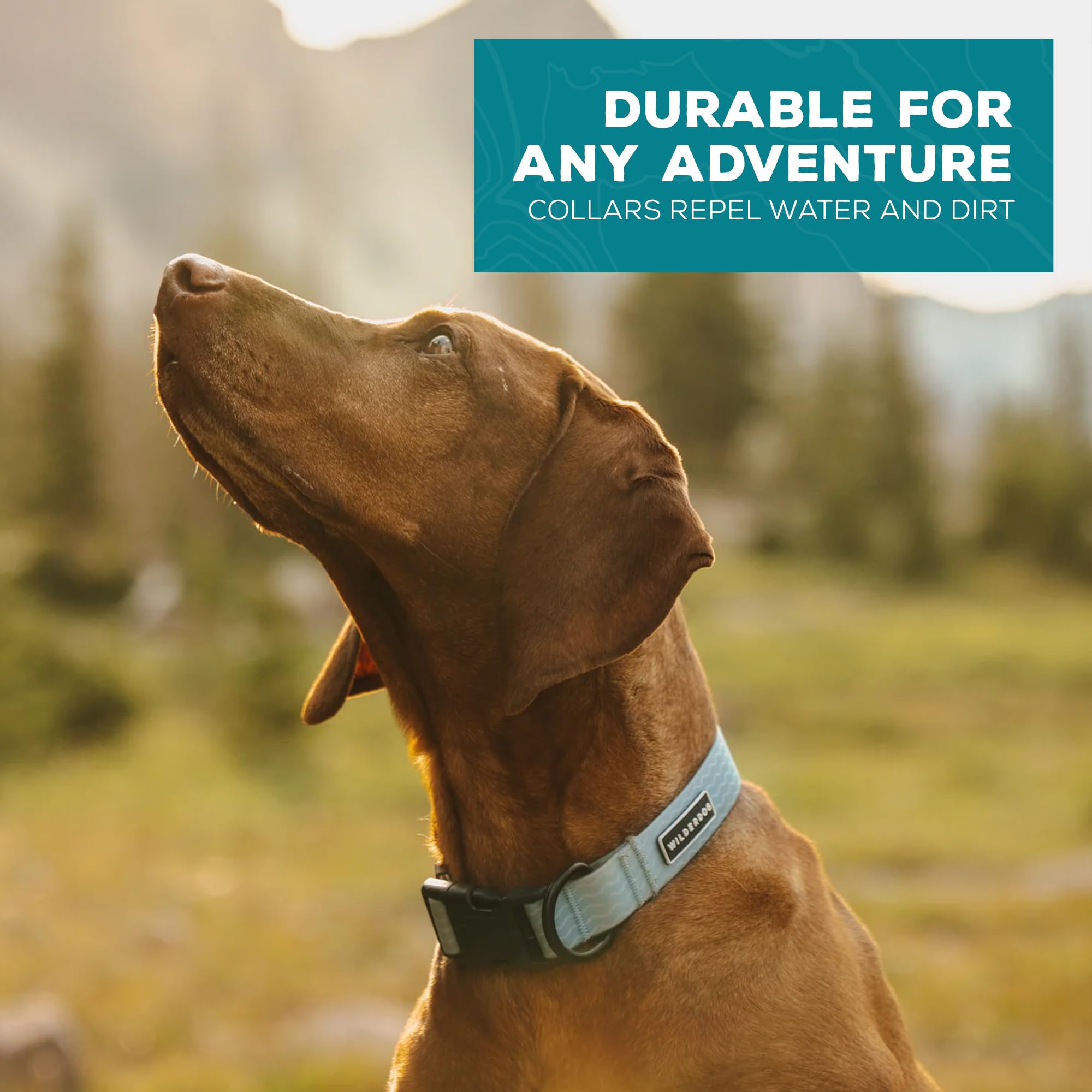 Uso exterior Wilderdog collar para campo y playa.