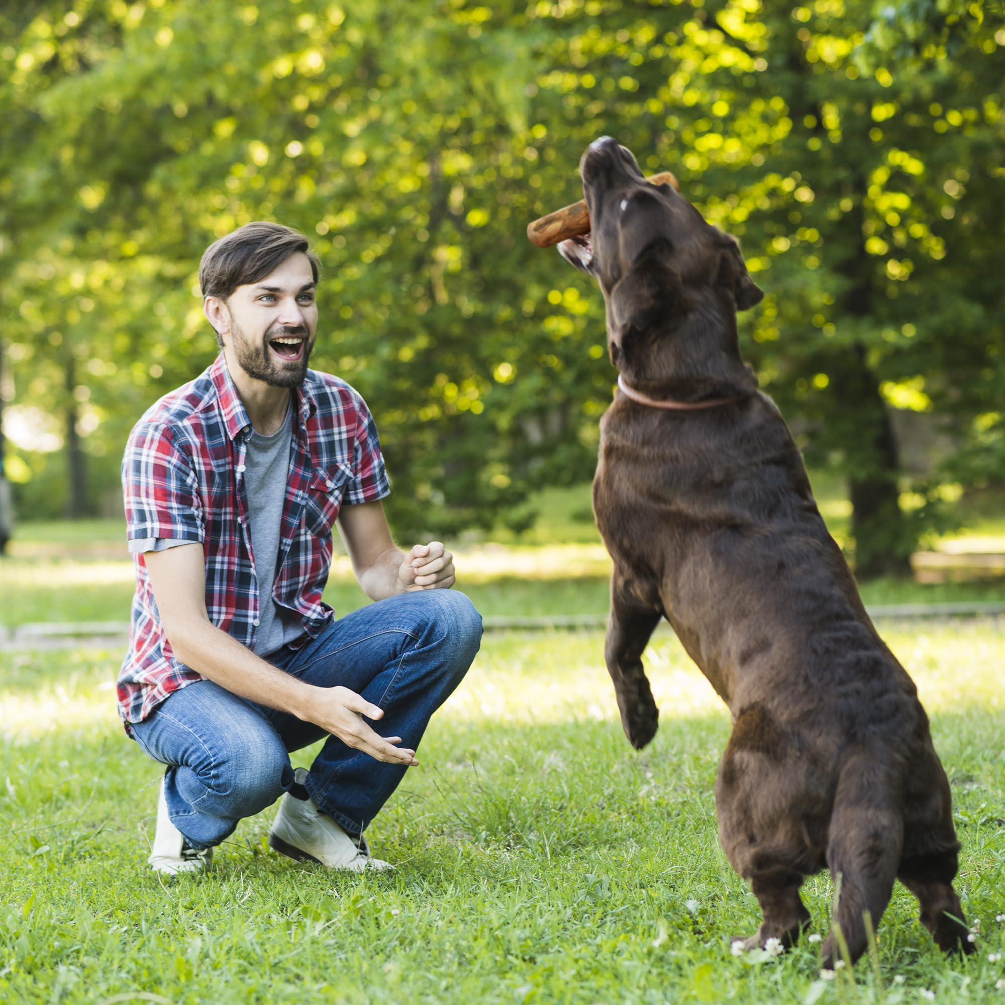 Wildfang entretenimiento y relajación con olivo para perros.