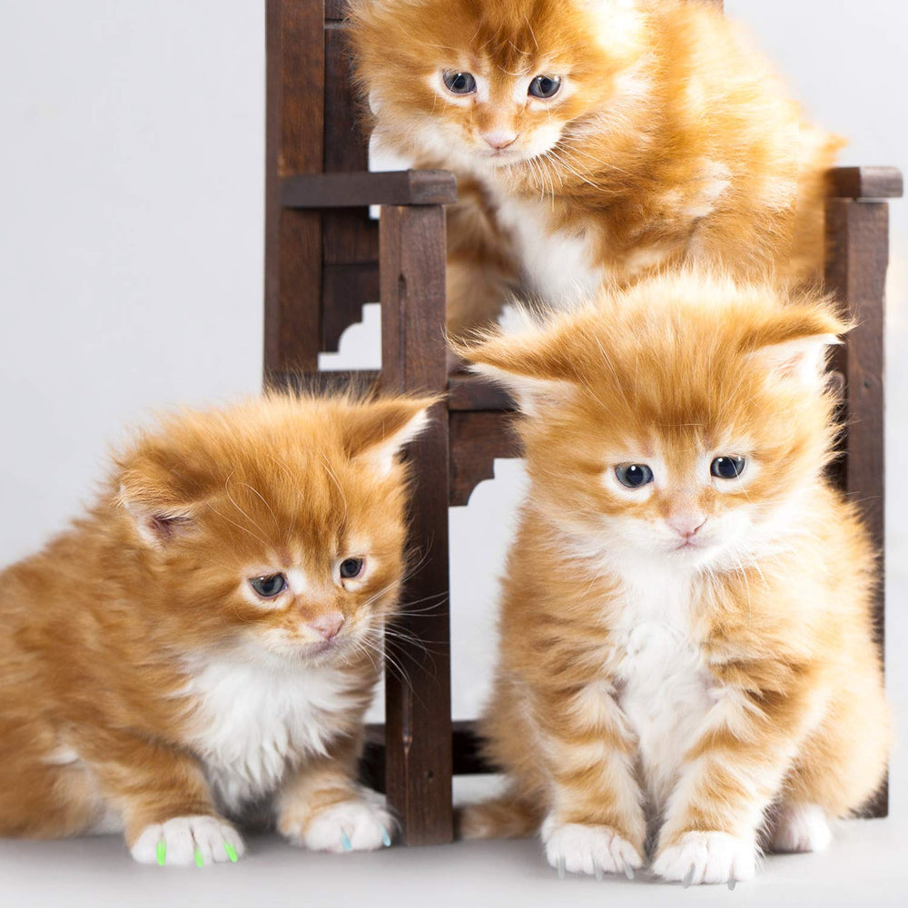 Protege ropa y muebles durante el juego del gato.
