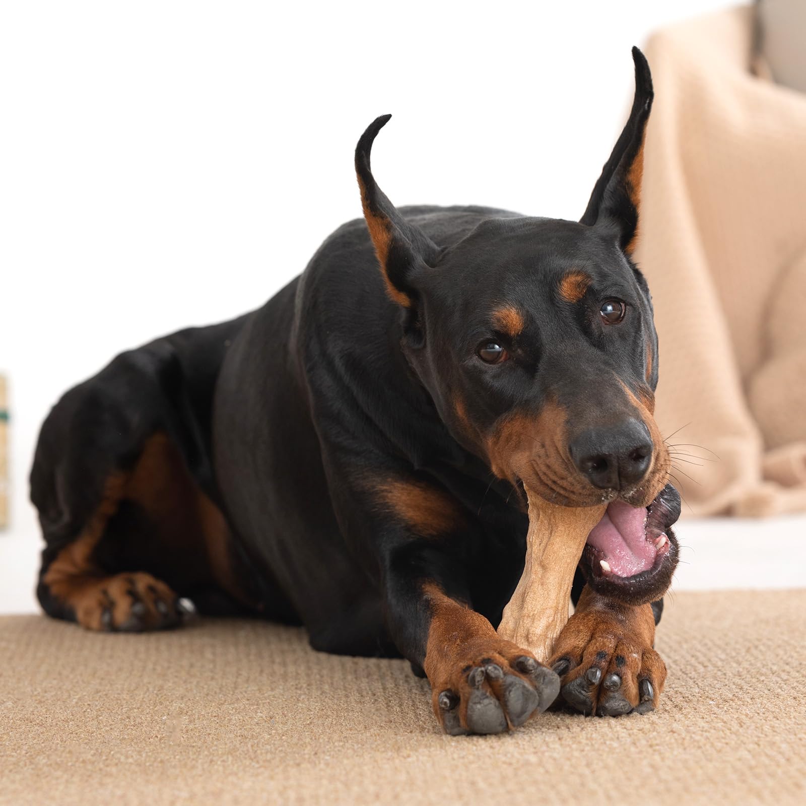 Willjoy regalo premium para perros, presentado en caja elegante.