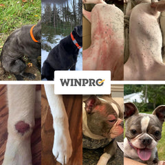 WINPRO Alergia Chuches, etiqueta cercana mostrando ingredientes naturales beneficiosos.