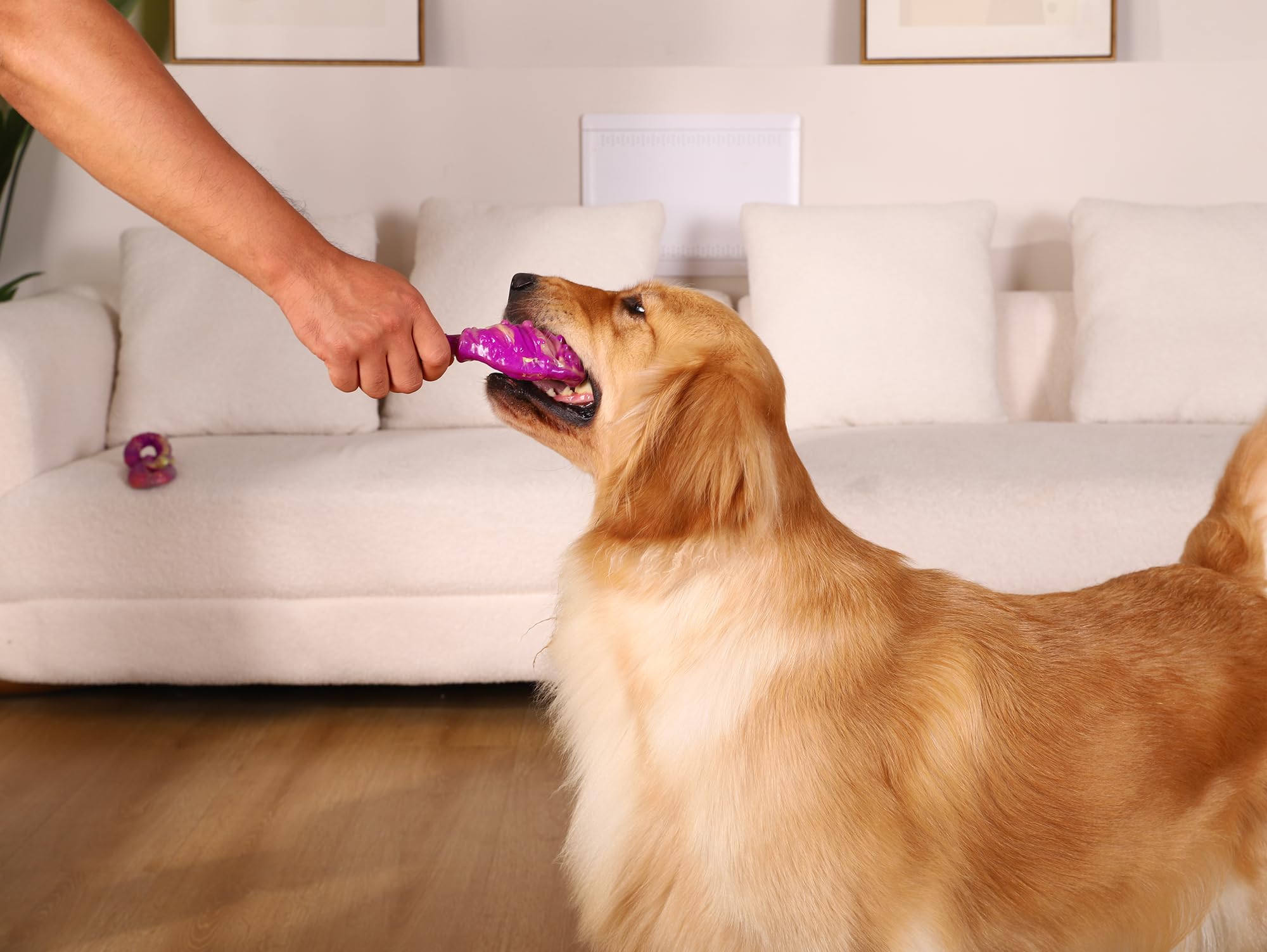 WinTour Regalo ideal para cumpleaños caninos