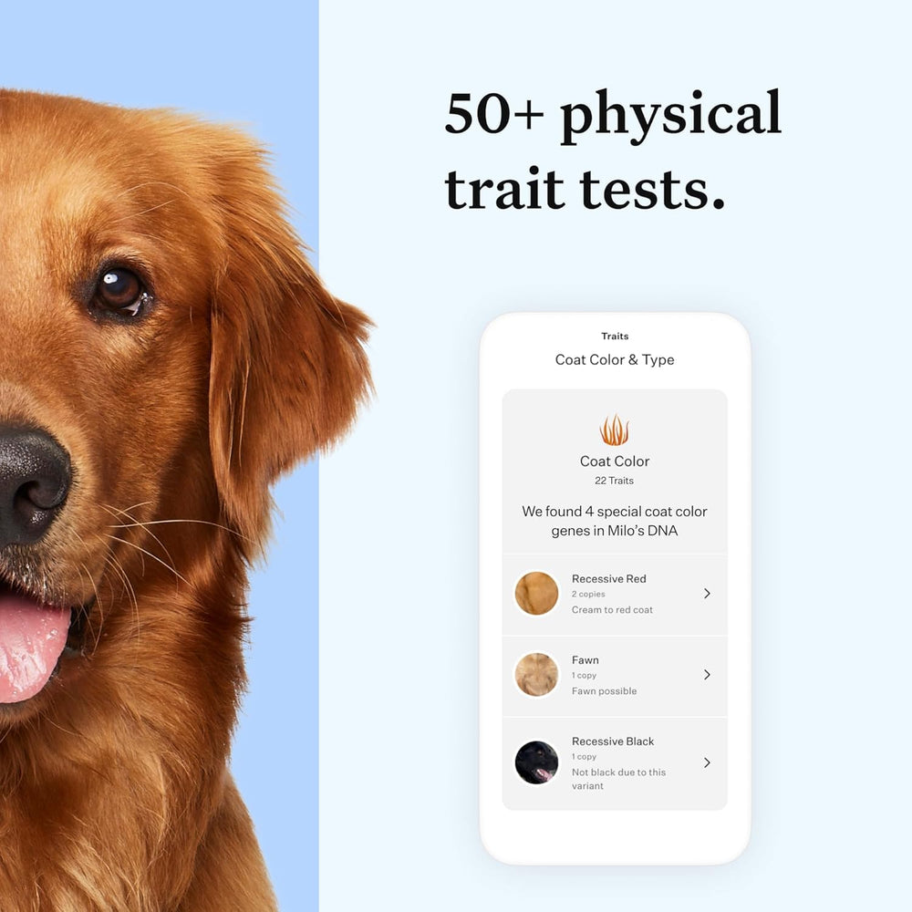 Wisdom Health Essential Dog DNA Kit: ideas de salud genética para planificar cuidados.