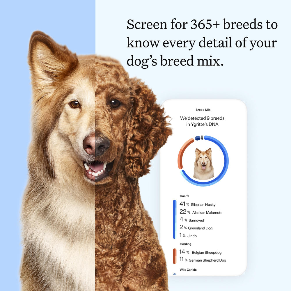 Wisdom Health Essential Dog DNA Kit: muestra de saliva para comenzar el análisis genético.