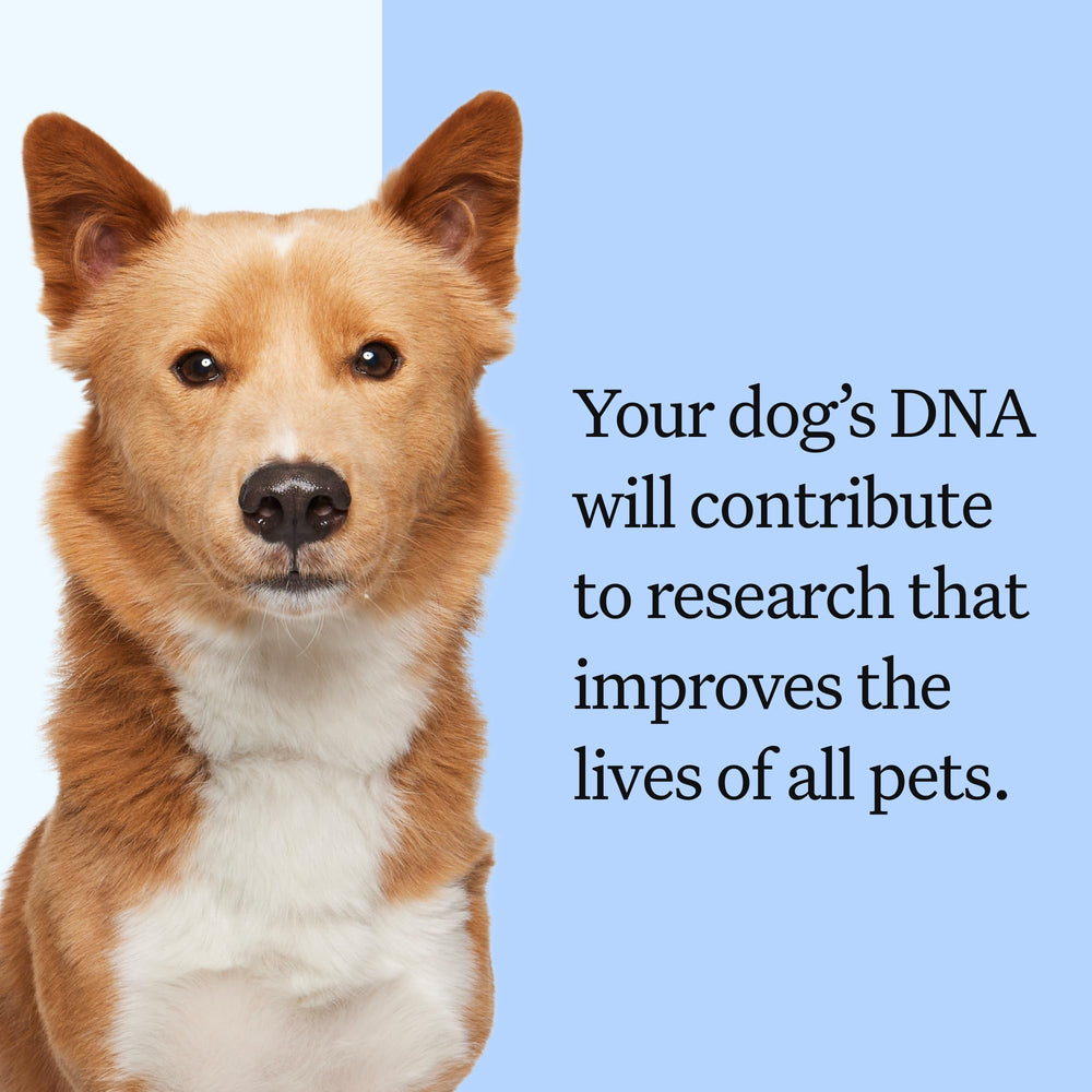 Wisdom Panel: imagen de hisopo suave para muestreo rápido y sin dolor.