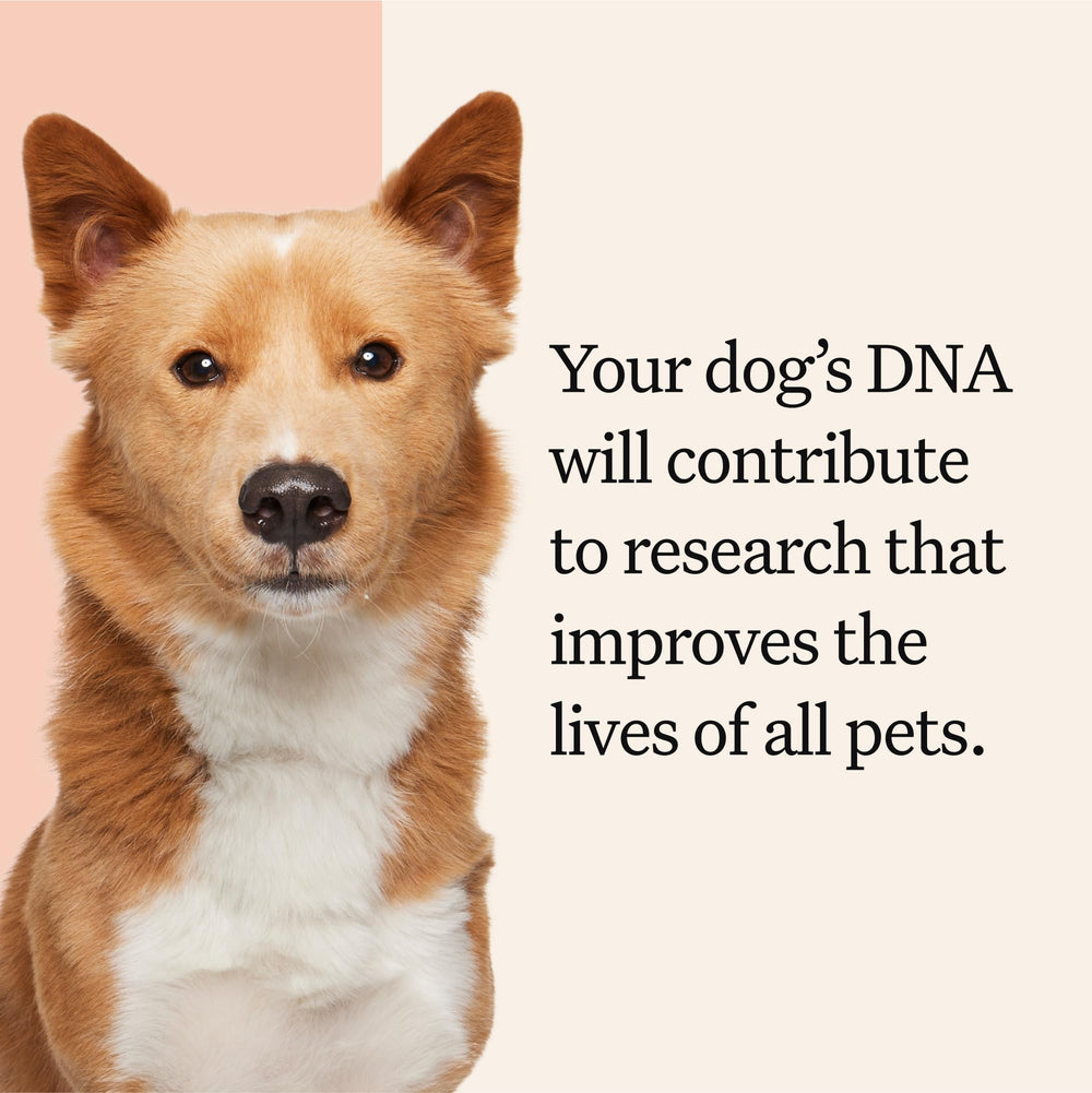 Wisdom Panel Premium árbol ancestral canino para explorar orígenes