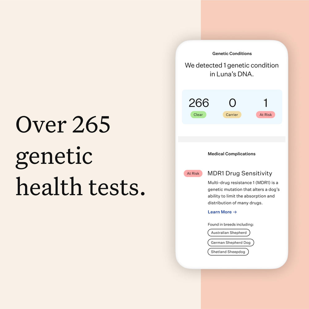 Wisdom Panel Premium informe de razas detectadas 365 para conocer a fondo