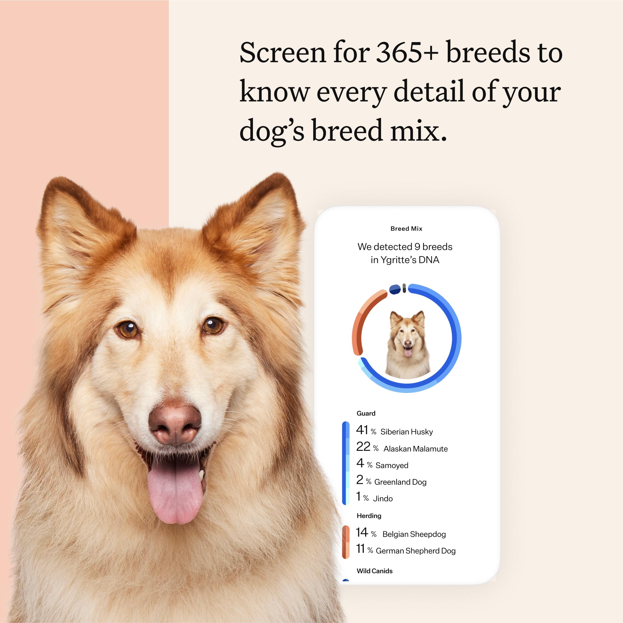 Wisdom Panel Premium muestra dna perro para laboratorio y análisis