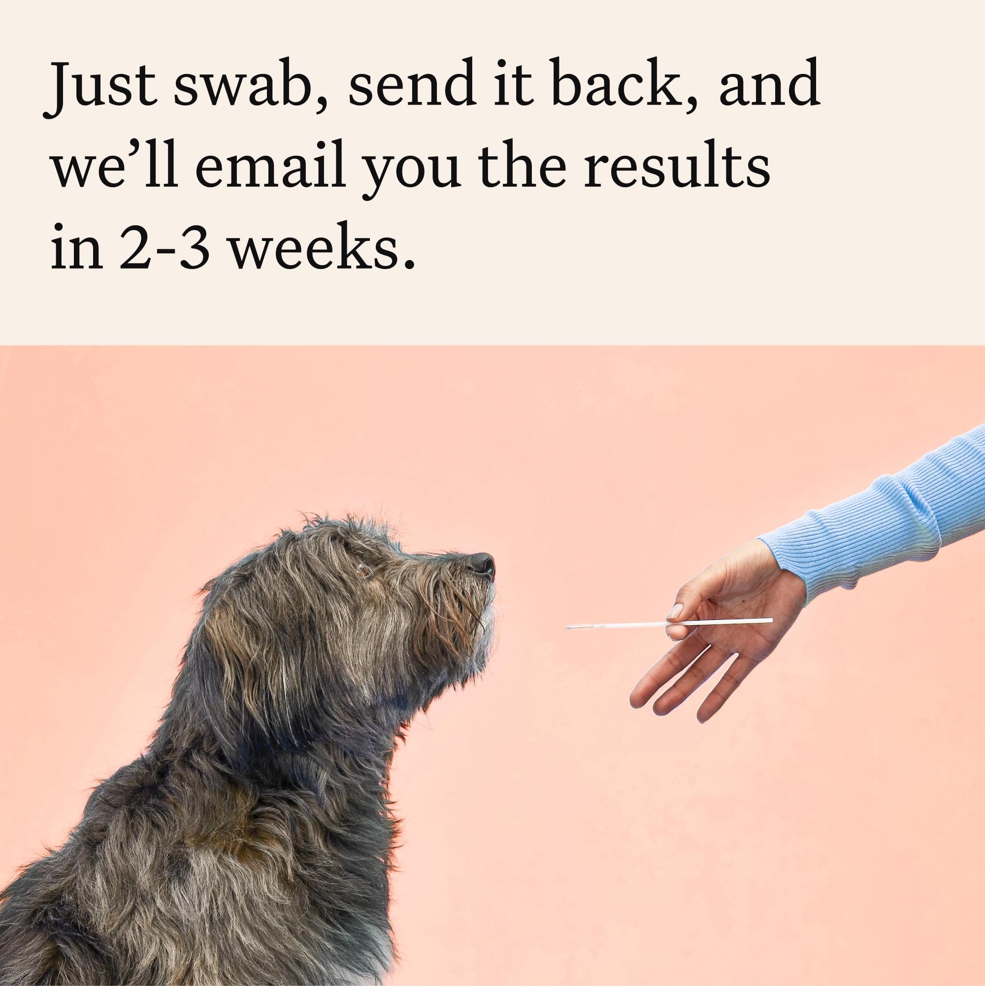 Wisdom Panel Premium rasgos físicos 51 para entender la apariencia
