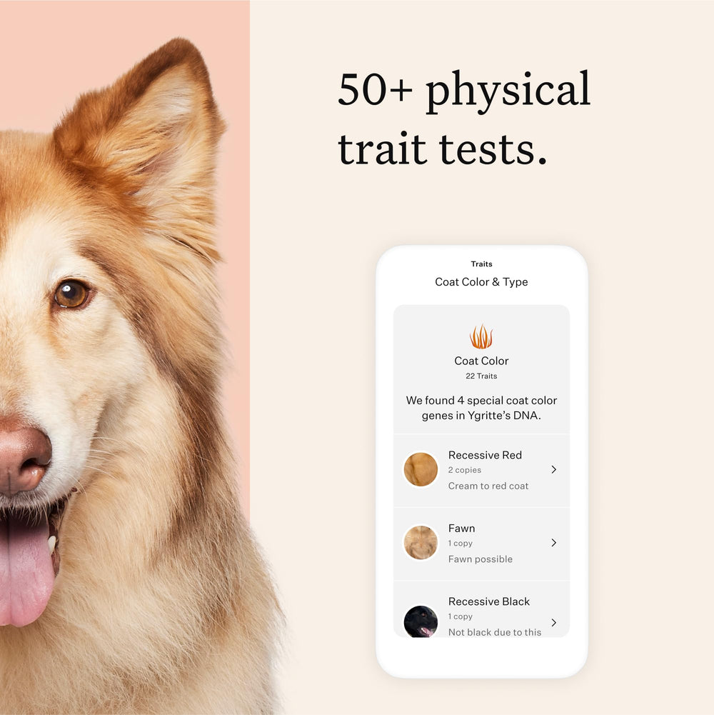 Wisdom Panel Premium salud con 265 condiciones genéticas para planificación