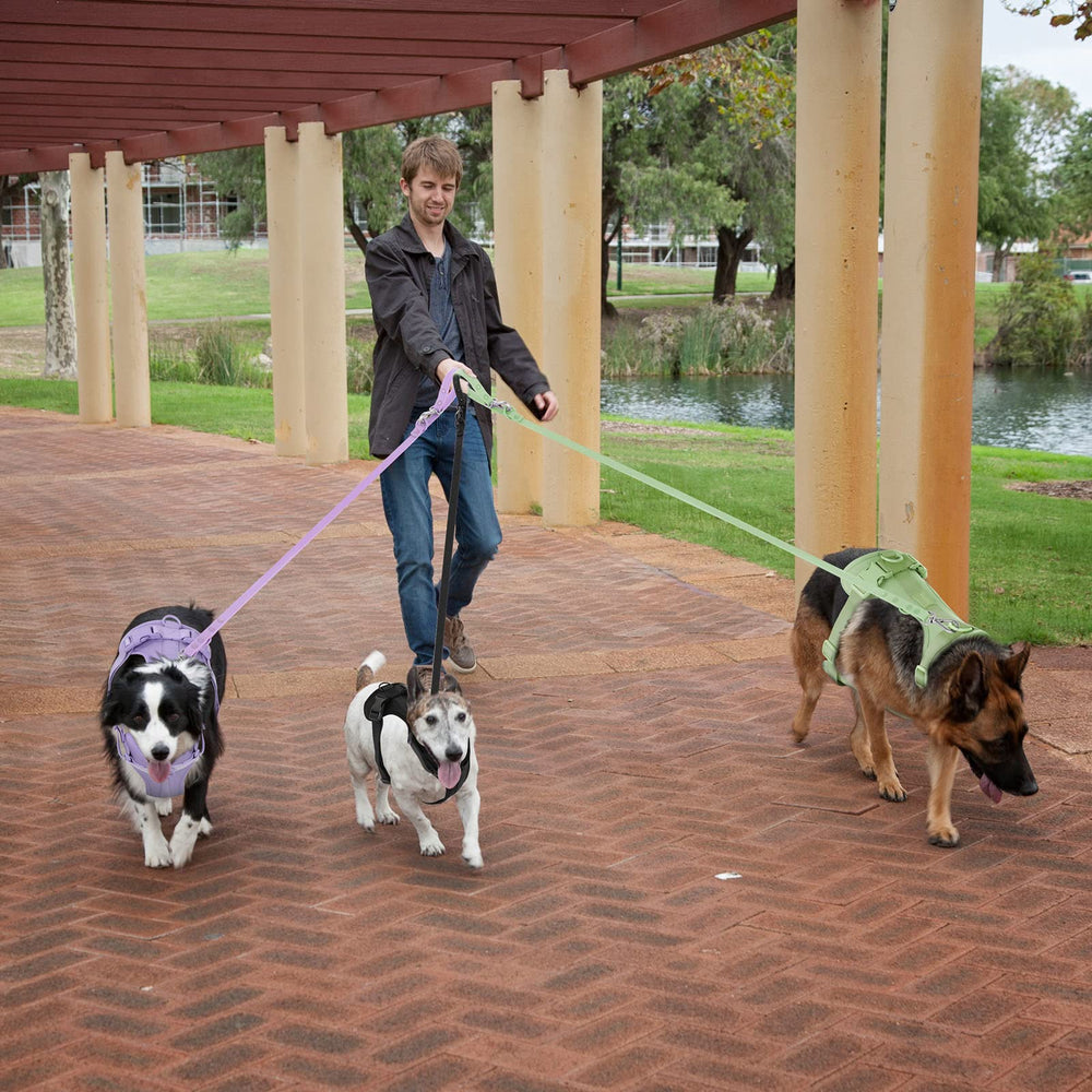 Guia de tallas Wisedog para elegir la talla correcta
