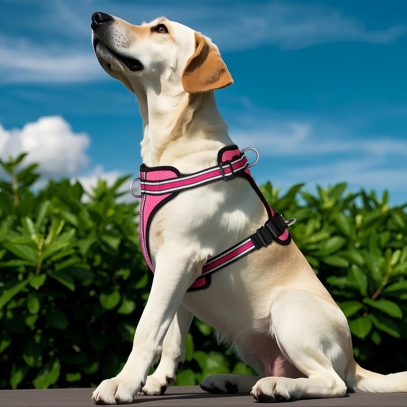 Arnés Wisedog fácil de lavar, ideal para limpieza rápida tras salidas