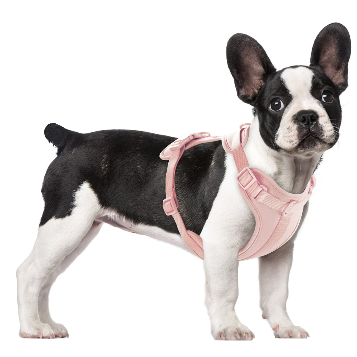 Arnés sin tirones Wisedog con acolchado suave para paseos cómodos.