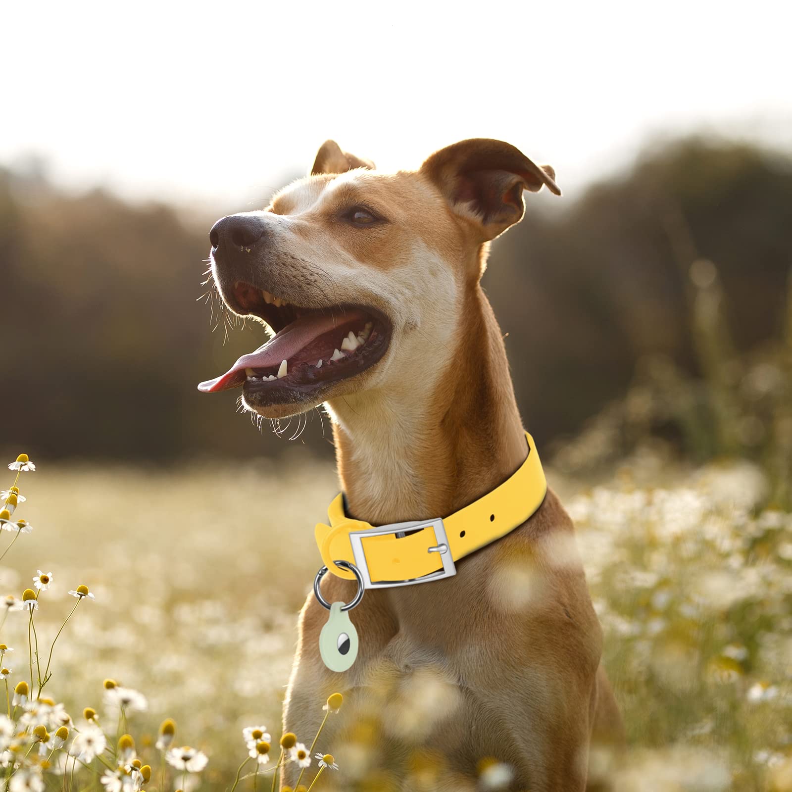 Cierre anticorrosivo y material de goma suave del collar Wisedog.