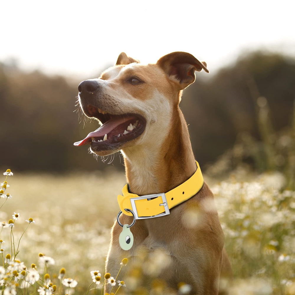 Cierre anticorrosivo y material de goma suave del collar Wisedog.
