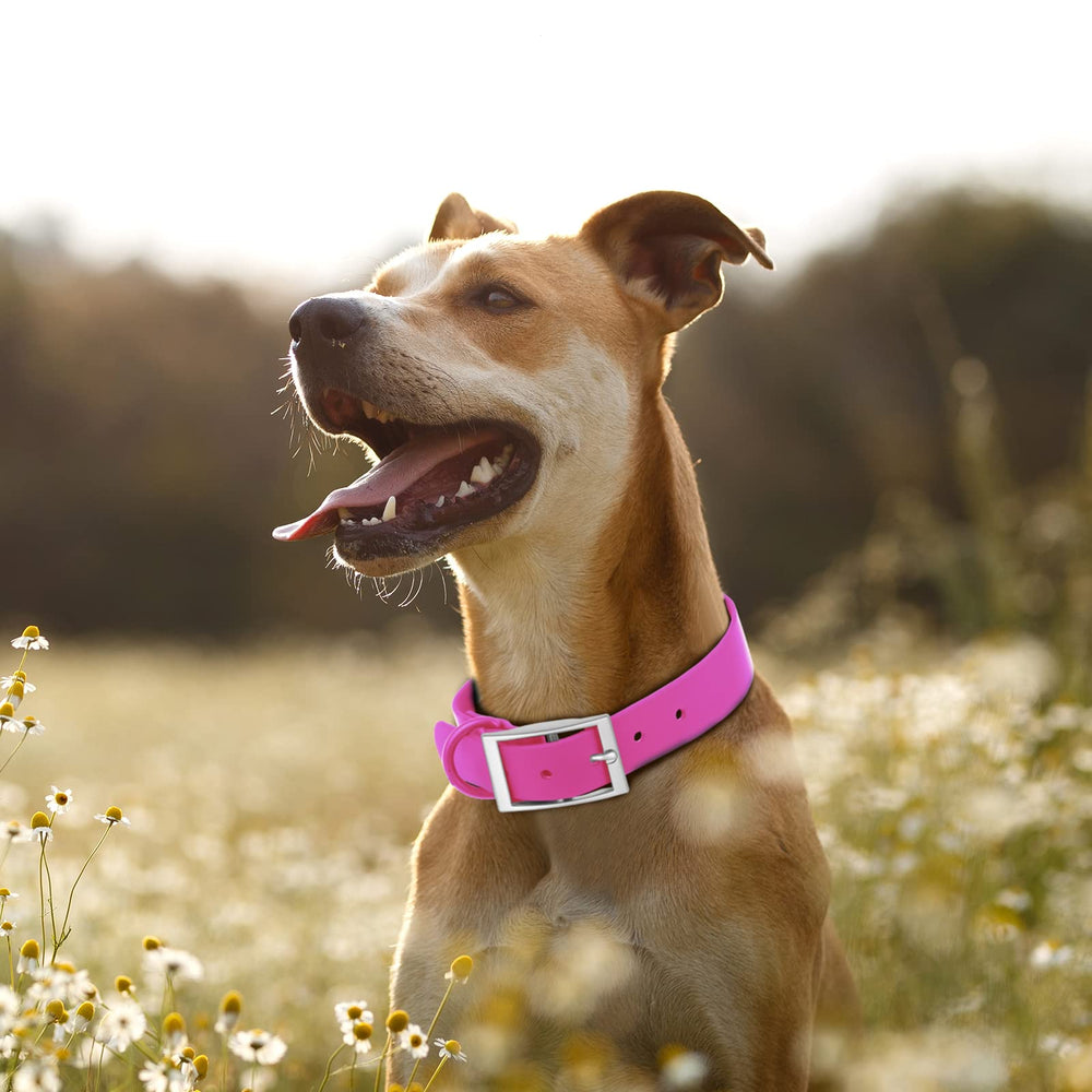 Collar Wisedog color amarillo flor para mayor visibilidad