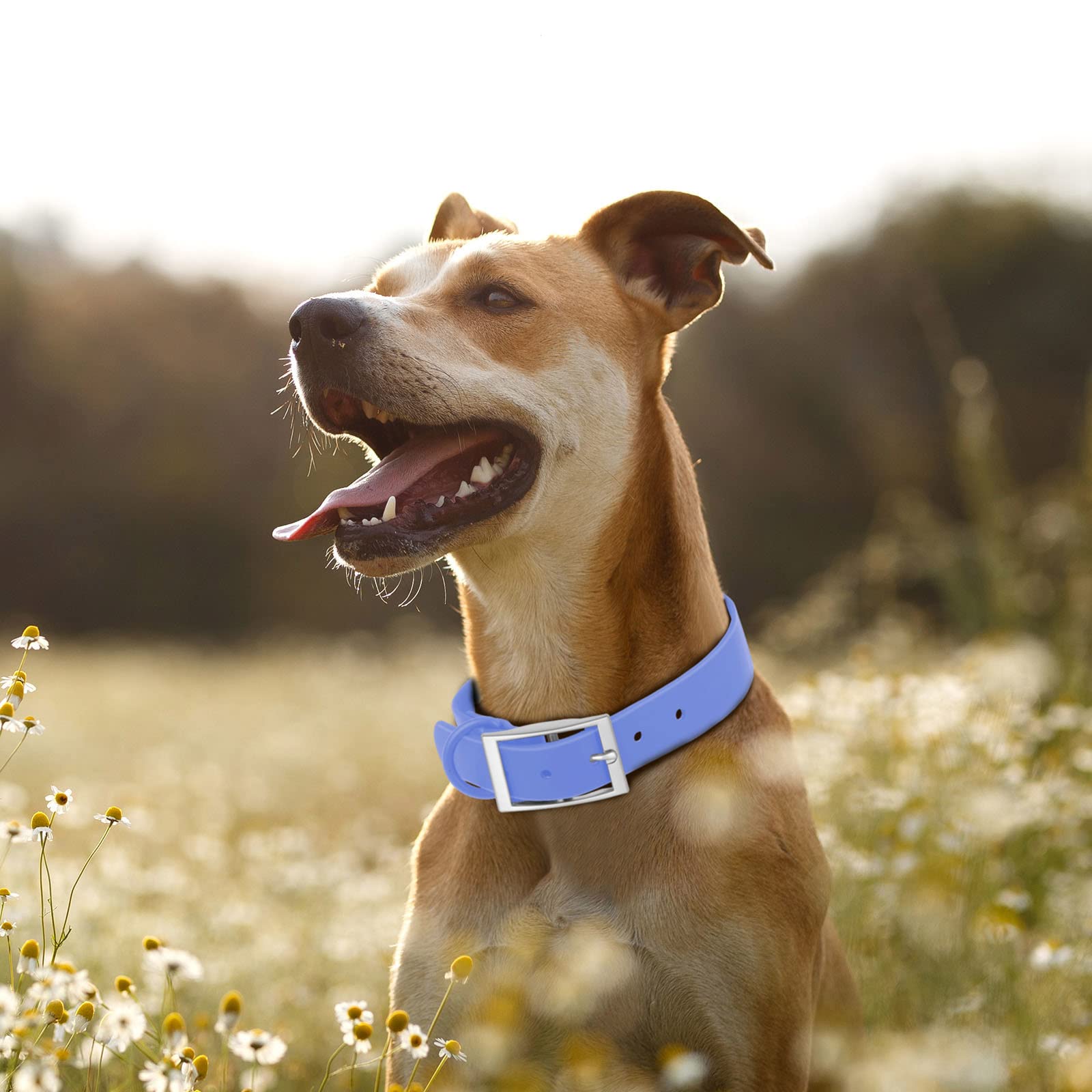Colores variados para combinar con estilo y personalidad del perro.