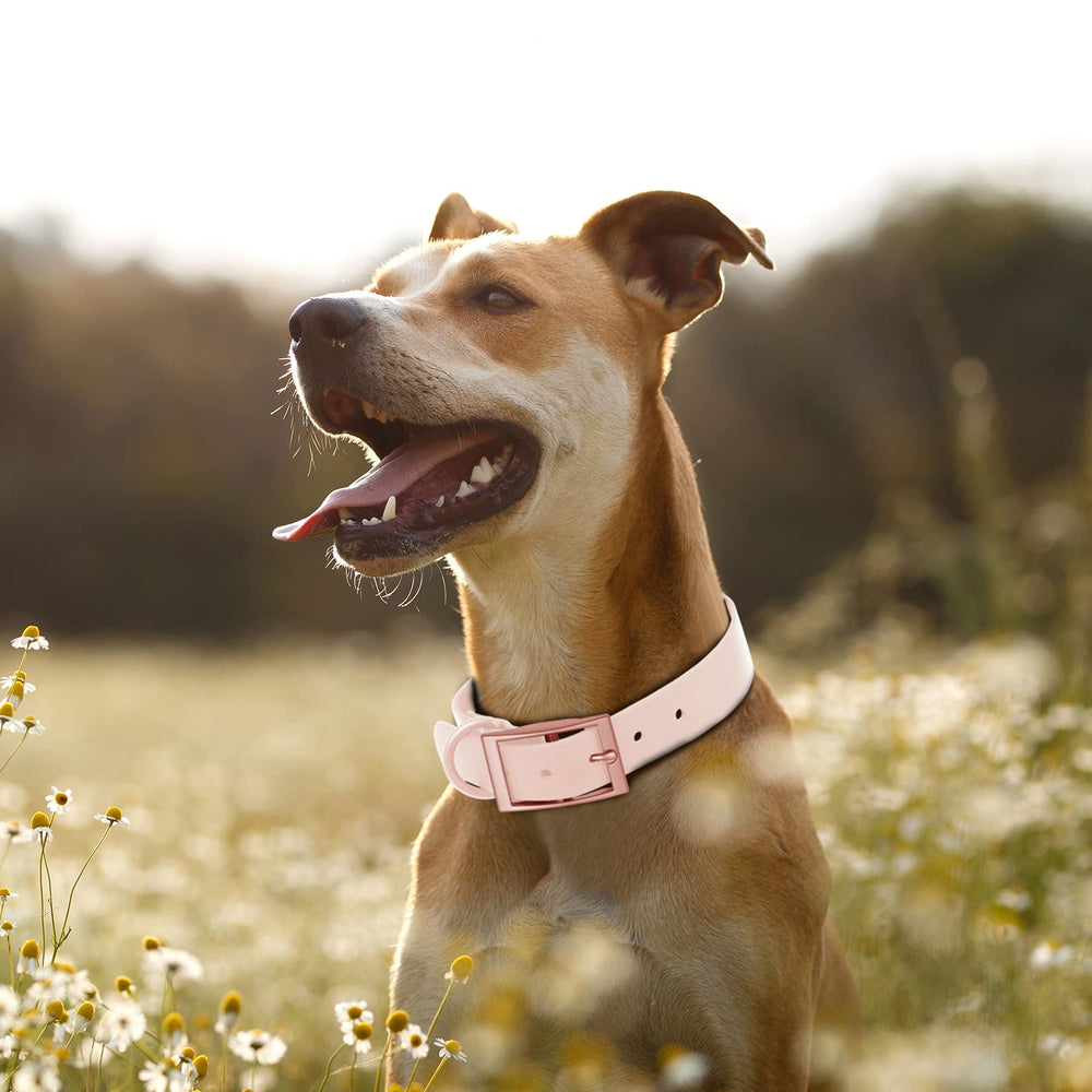 Cierre anti óxido de alta calidad en collar Wisedog para mayor durabilidad.
