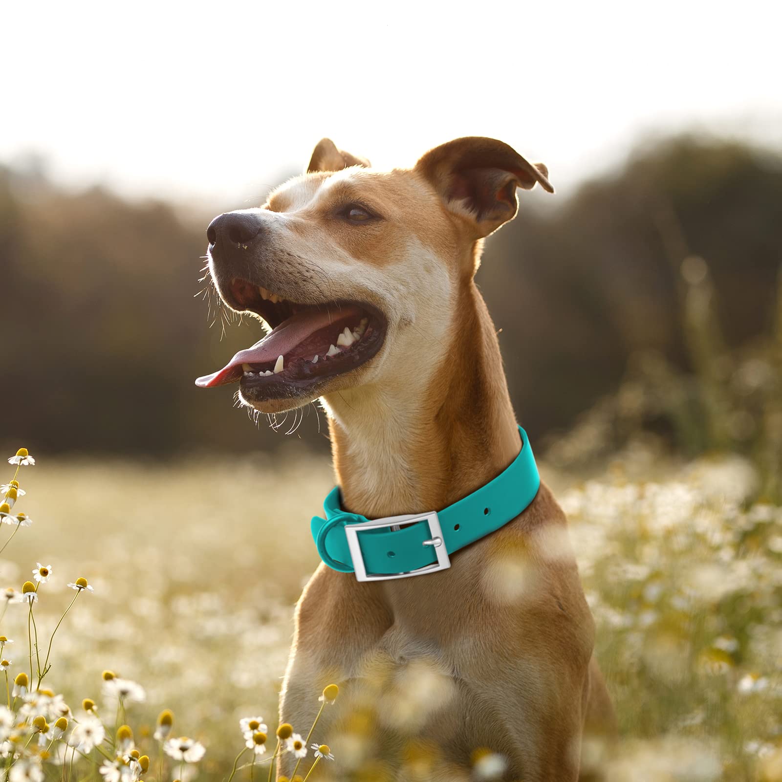 Collar Wisedog impermeable rosa resorte, estilo y limpieza rápida en casa