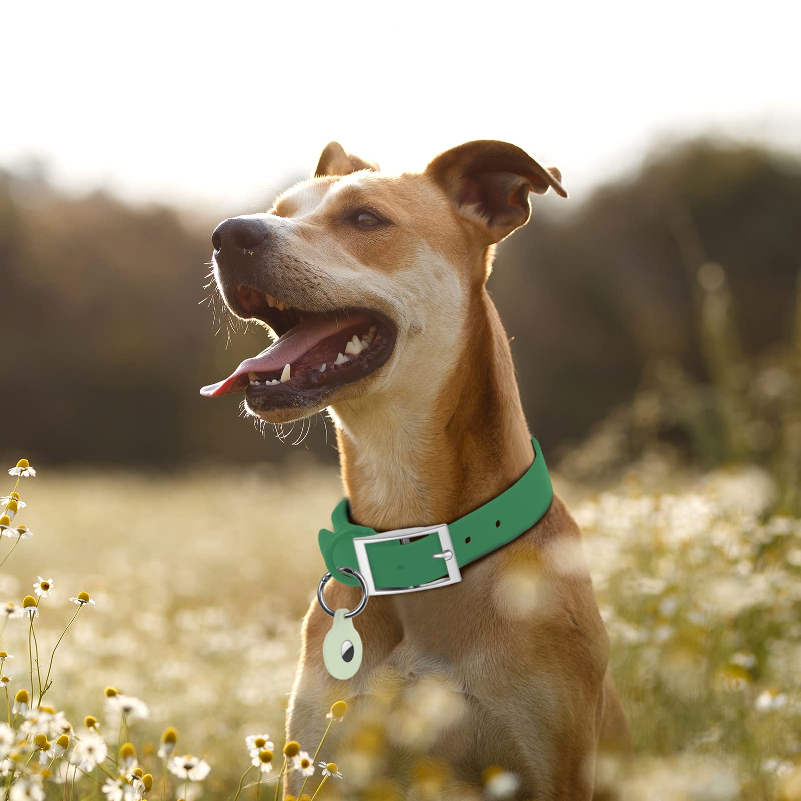Ajuste seguro del collar Wisedog con cinco agujeros.