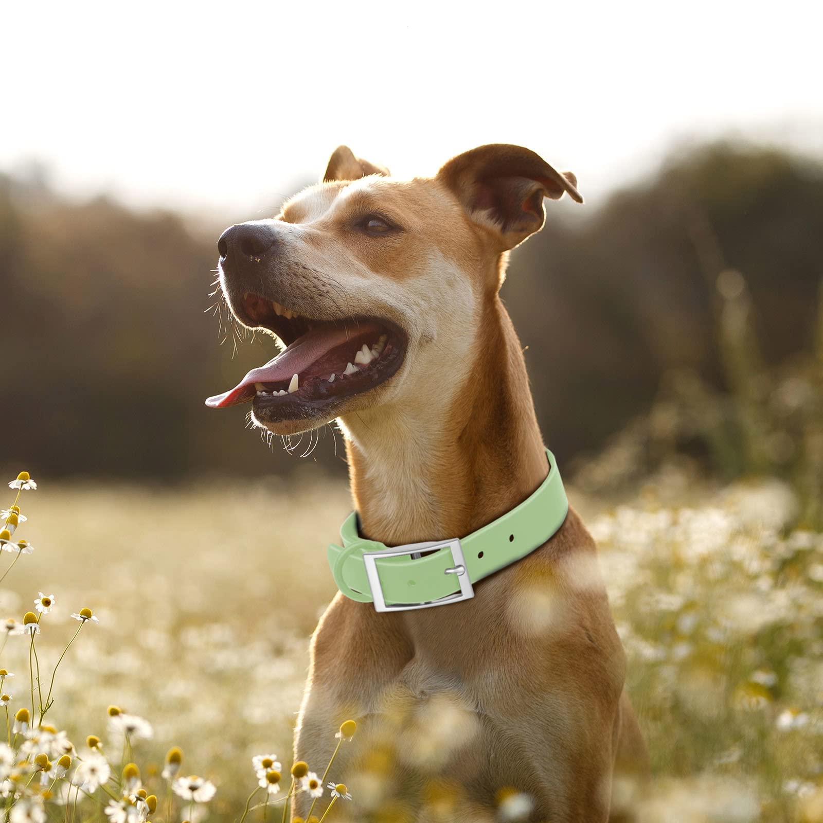 Collar Wisedog en verde esmeralda para estilo y visibilidad.