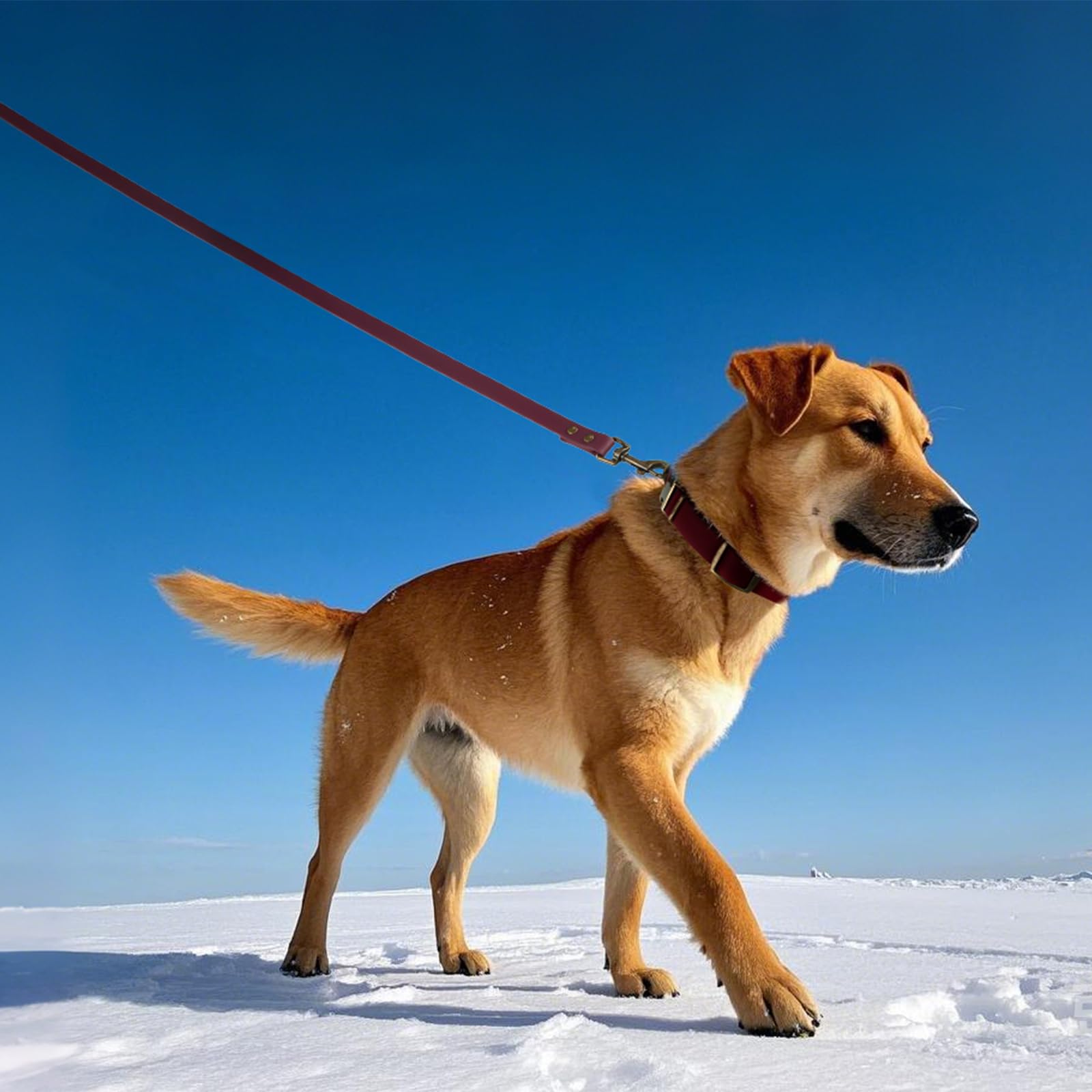 Diseño estiloso burdeos de Wisedog combina moda y funcionalidad