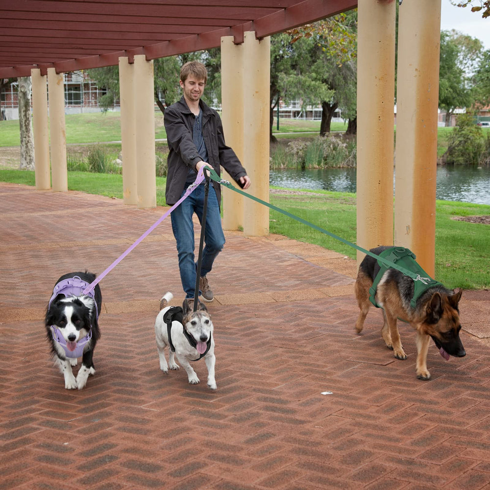 Variedad de colores de Wisedog para combinar con la personalidad.
